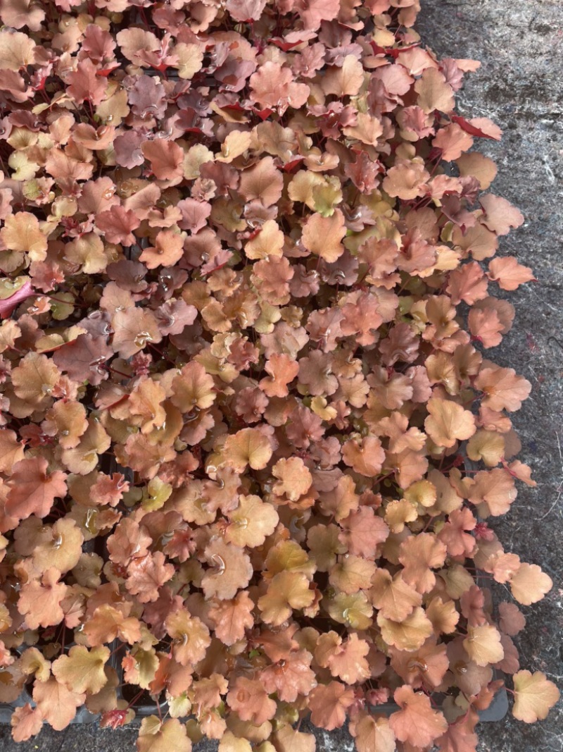 矾根穴盘105孔
