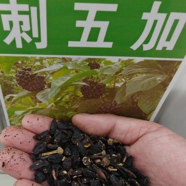 刺五加种子野生恩平簕菜苦刺心三叶五加苦甘菜榄树菜白簕花野