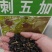 刺五加种子野生恩平簕菜苦刺心三叶五加苦甘菜榄树菜白簕花野