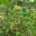 刺五加种子野生恩平簕菜苦刺心三叶五加苦甘菜榄树菜白簕花野