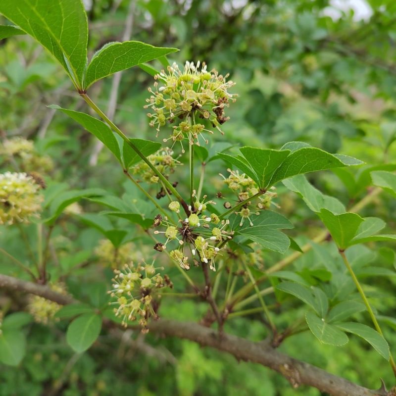 刺五加种子野生恩平簕菜苦刺心三叶五加苦甘菜榄树菜白簕花野