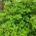 刺五加种子野生恩平簕菜苦刺心三叶五加苦甘菜榄树菜白簕花野