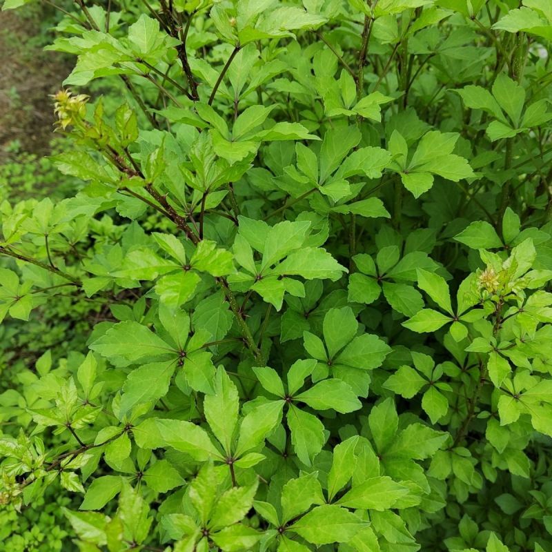 刺五加种子野生恩平簕菜苦刺心三叶五加苦甘菜榄树菜白簕花野