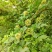 刺五加种子野生恩平簕菜苦刺心三叶五加苦甘菜榄树菜白簕花野
