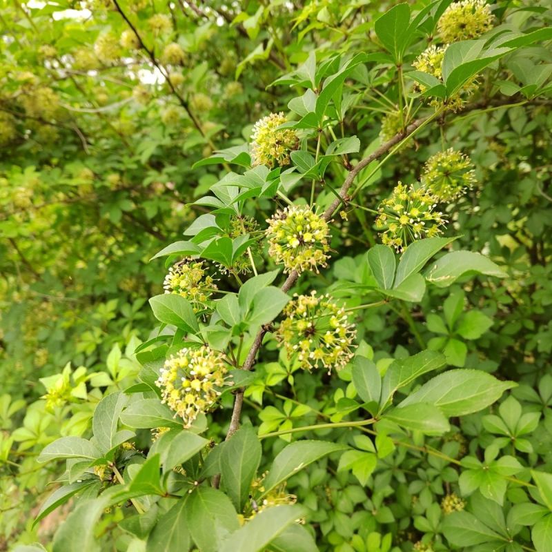刺五加种子野生恩平簕菜苦刺心三叶五加苦甘菜榄树菜白簕花野