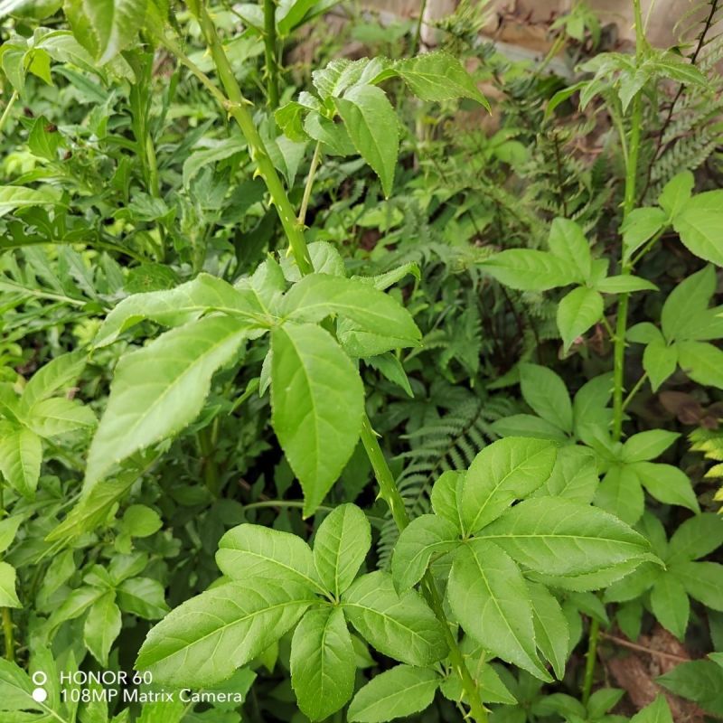 刺五加种子野生恩平簕菜苦刺心三叶五加苦甘菜榄树菜白簕花野