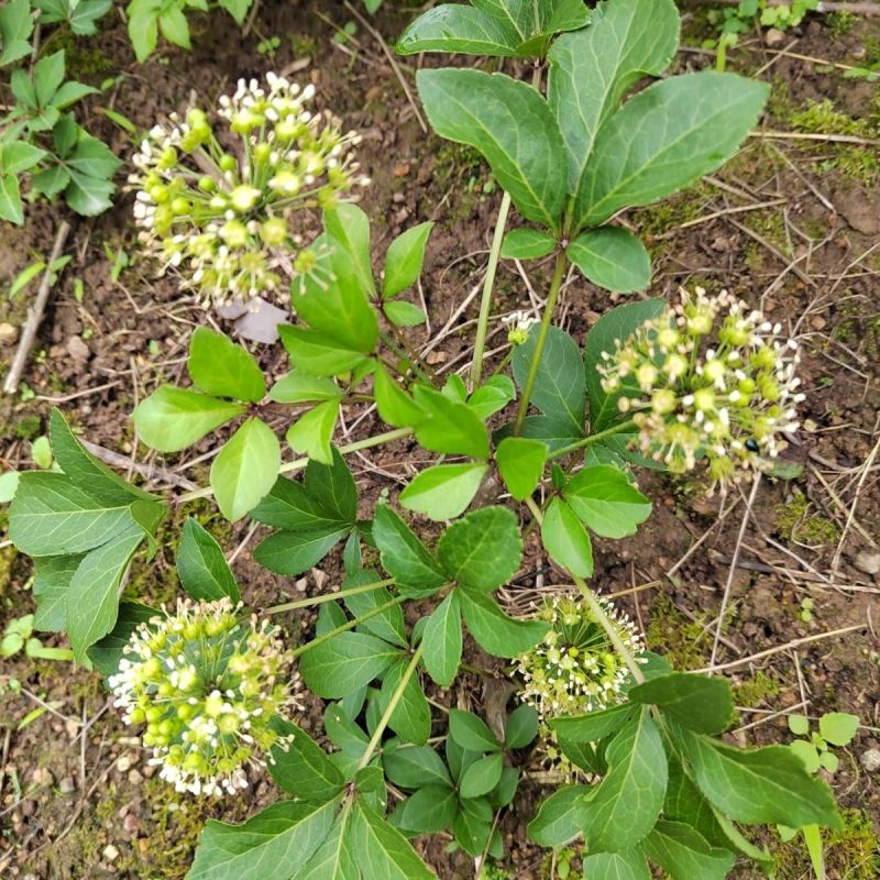 刺五加种子野生恩平簕菜苦刺心三叶五加苦甘菜榄树菜白簕花野