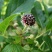 刺五加种子野生恩平簕菜苦刺心三叶五加苦甘菜榄树菜白簕花野