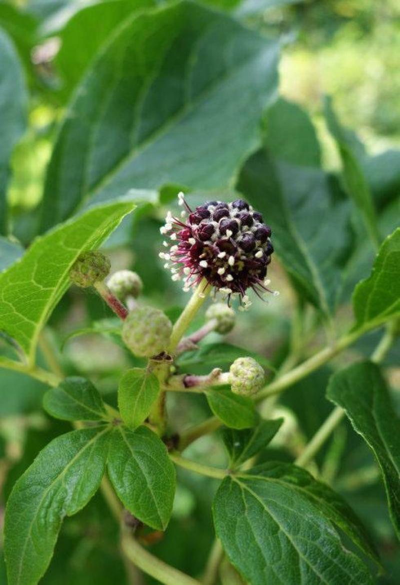 刺五加种子野生恩平簕菜苦刺心三叶五加苦甘菜榄树菜白簕花野