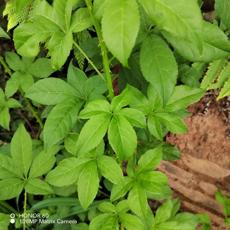 刺五加种子野生恩平簕菜苦刺心三叶五加苦甘菜榄树菜白簕花野