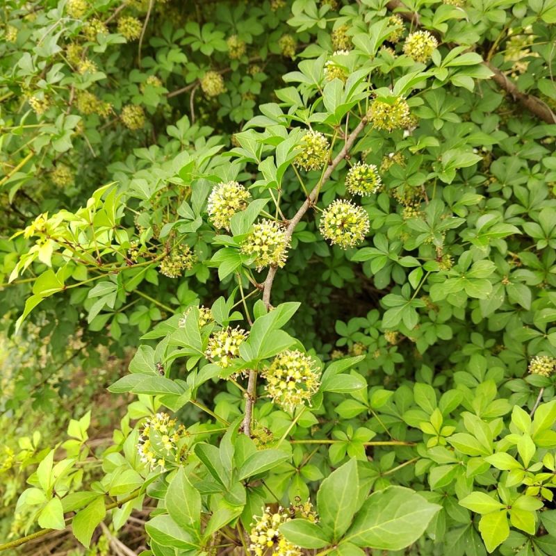 刺五加种子野生恩平簕菜苦刺心三叶五加苦甘菜榄树菜白簕花野
