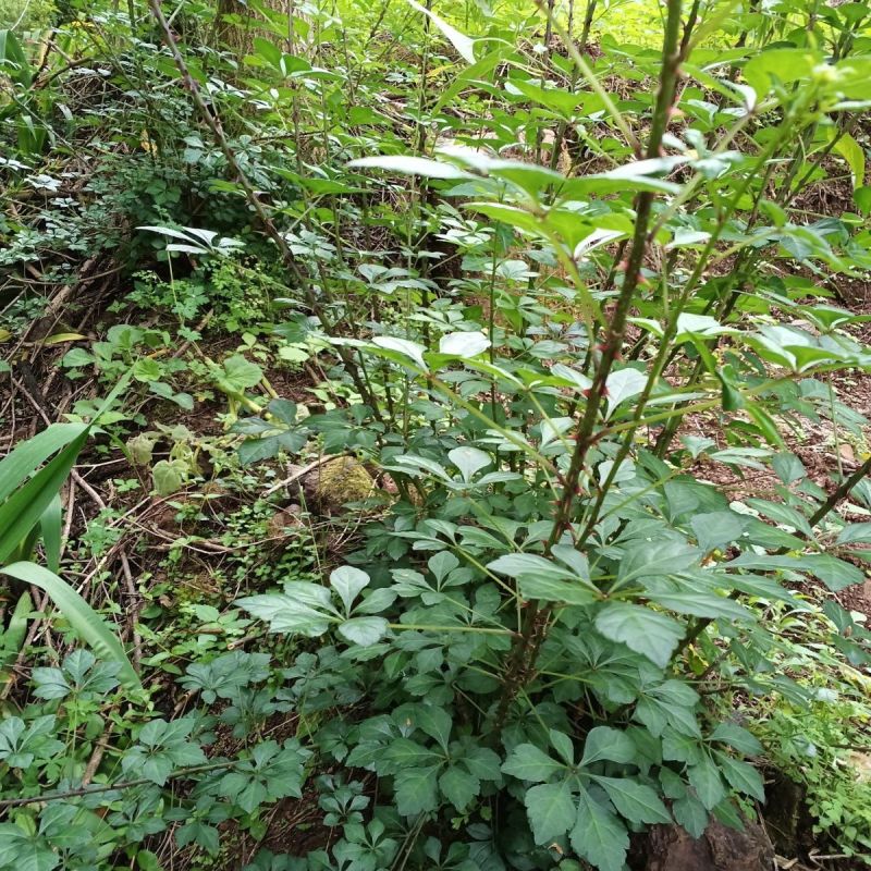 刺五加种子野生恩平簕菜苦刺心三叶五加苦甘菜榄树菜白簕花野