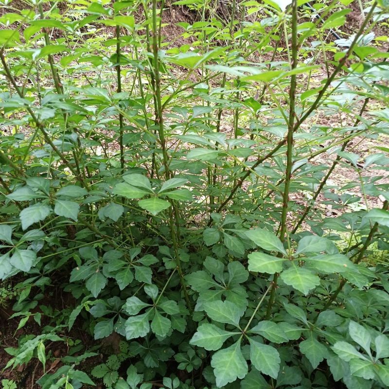 刺五加种子野生恩平簕菜苦刺心三叶五加苦甘菜榄树菜白簕花野