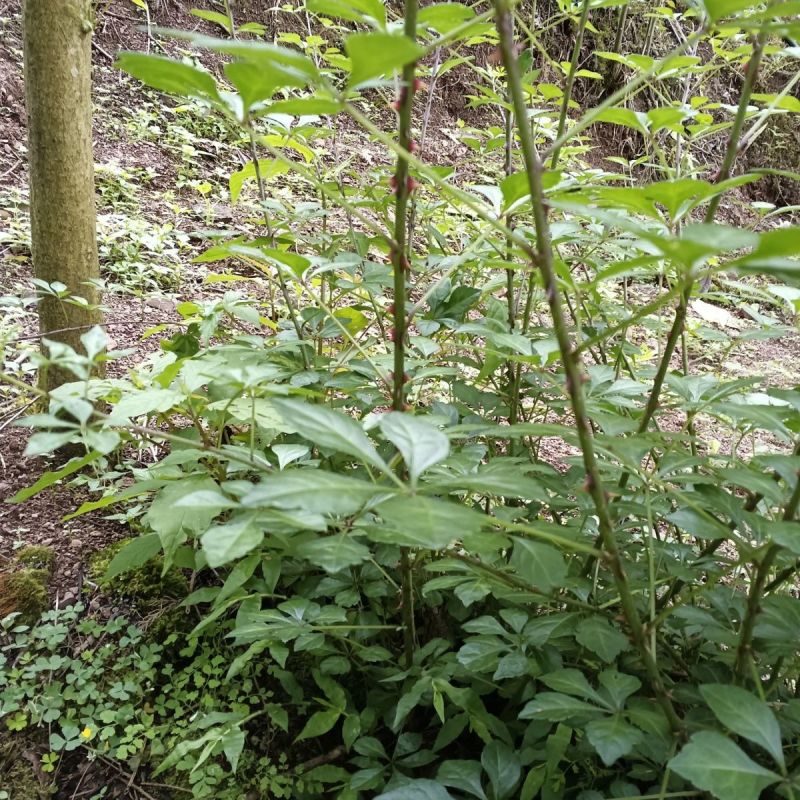 刺五加种子野生恩平簕菜苦刺心三叶五加苦甘菜榄树菜白簕花野