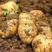 沃土土豆大量上市中价格优品质高量大从优对接商