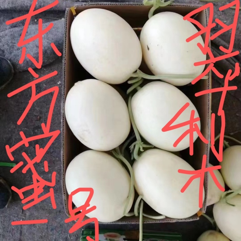 老家万亩甜瓜🍈大量供应：电商，市场，大型商超……