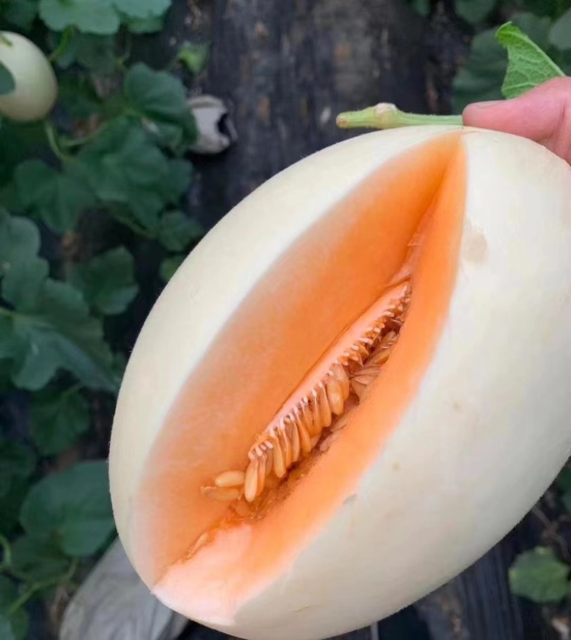 老家万亩甜瓜🍈大量供应：电商，市场，大型商超……