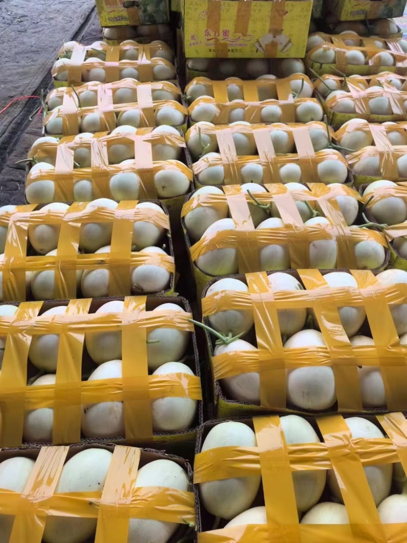 老家万亩甜瓜🍈大量供应：电商，市场，大型商超……