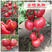 安特莱斯西红柿种子美国圣尼斯进口越冬口感型大果老品种番茄