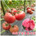 安特莱斯西红柿种子美国圣尼斯进口越冬口感型大果老品种番茄