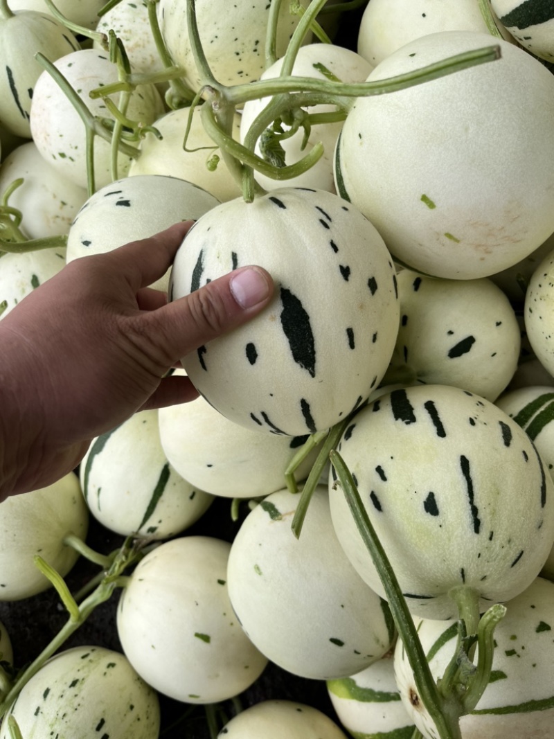 老家万亩甜瓜🍈大量供应：电商，市场，大型商超……