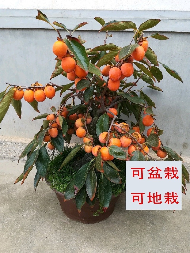 【矮化盆栽】脆甜柿子树苗带土带果牛心柿火晶柿磨盘柿包成活