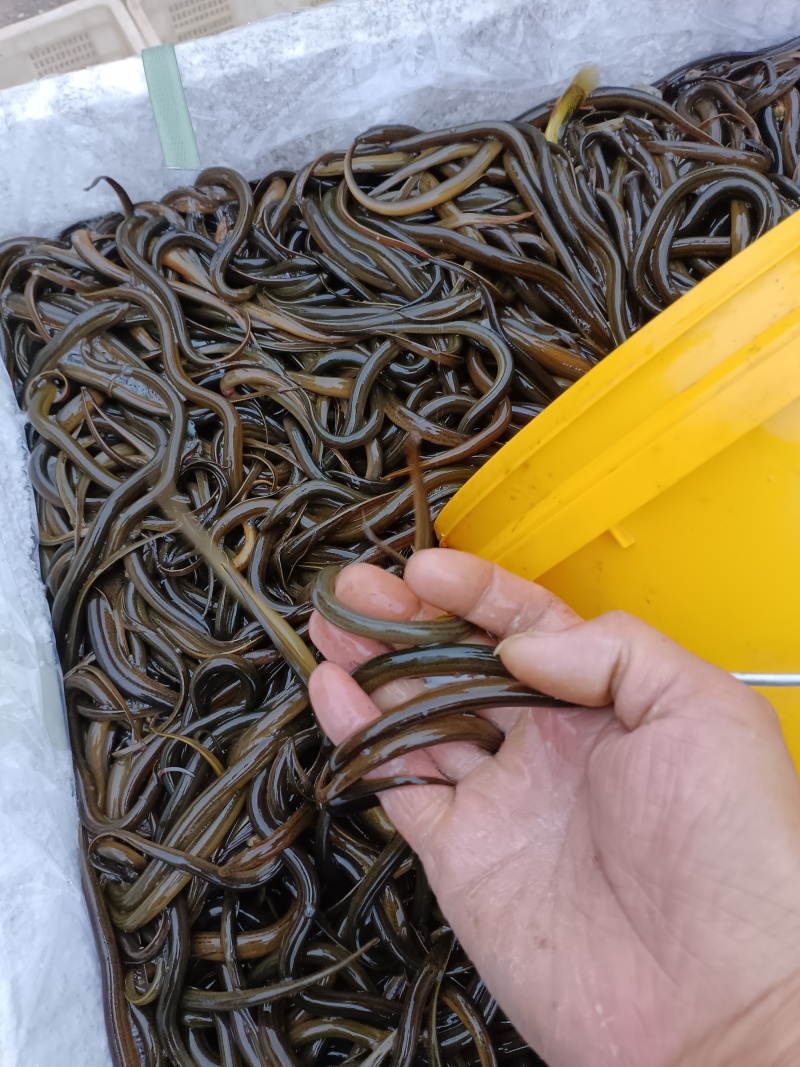 正大九号黄鳝苗，抗疫强，无病毒，技术指导