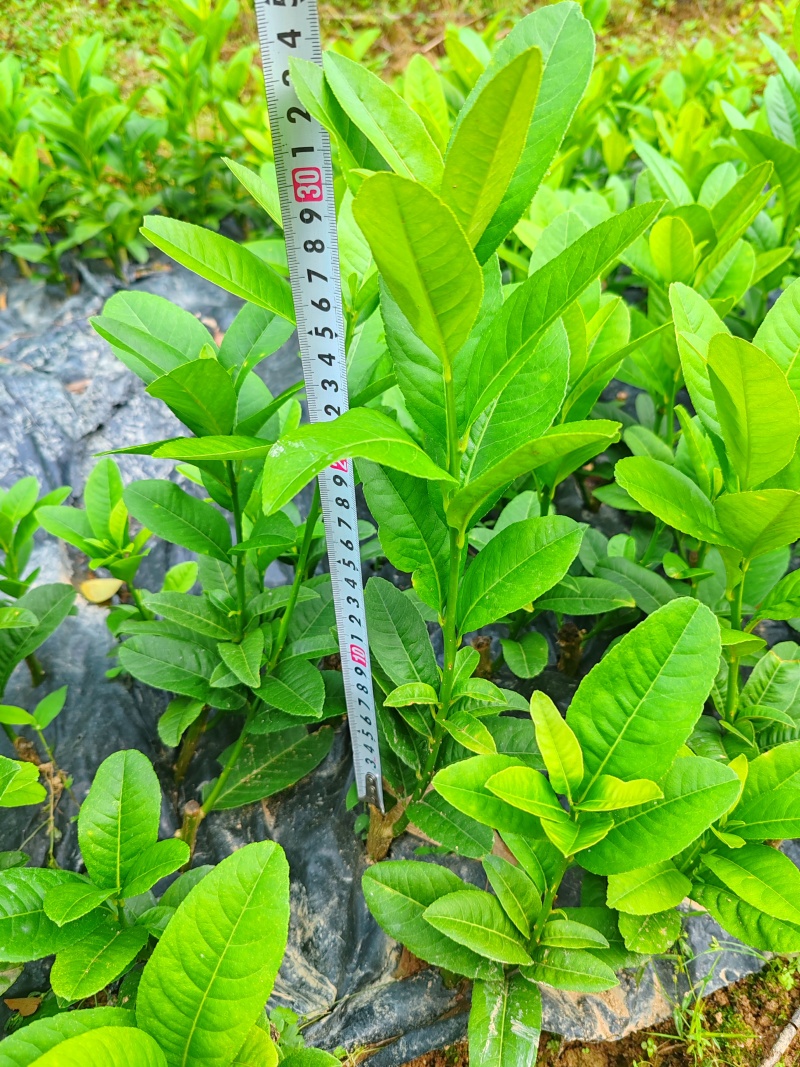 广东种苗，广佛手苗量大从优欢迎实地考察