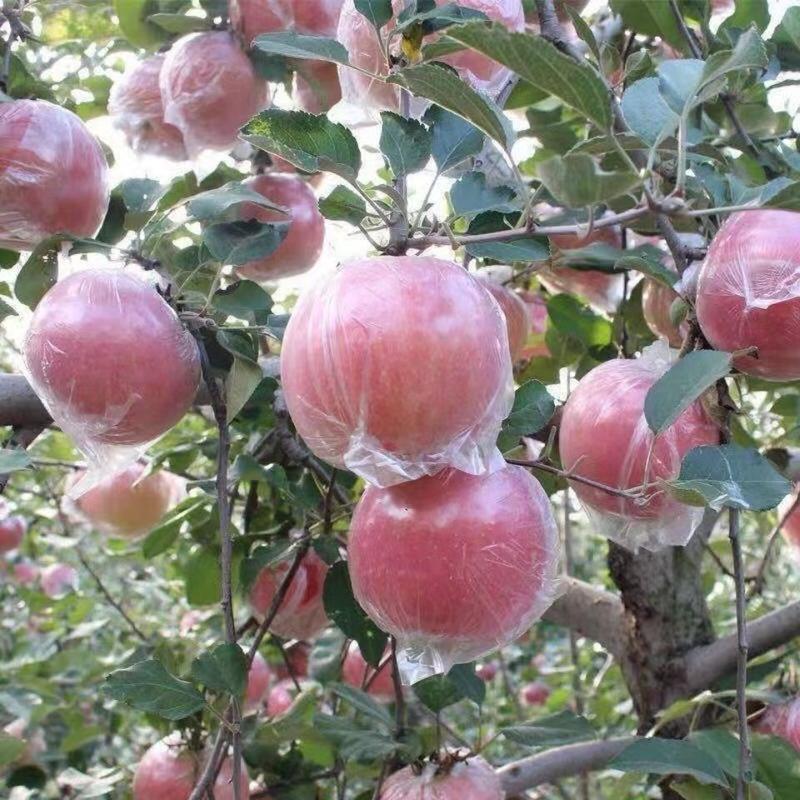 精品苹果纸加膜红富士苹果产地直供型好果大价格低