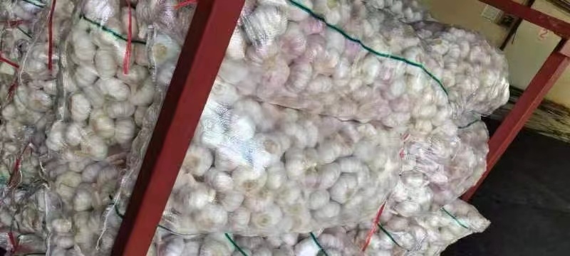 河南大蒜鲜蒜蒜头土蒜扒皮蒜紫皮蒜干蒜