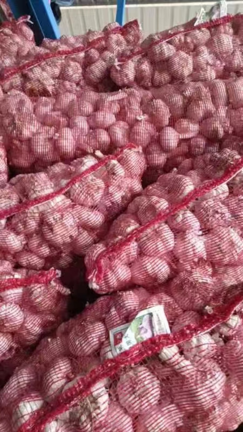 河南大蒜鲜蒜蒜头土蒜扒皮蒜紫皮蒜干蒜