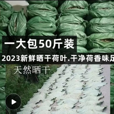 江西新大号荷叶整张天然干荷叶包饭荷叶粥叫花鸡糯荷叶批发