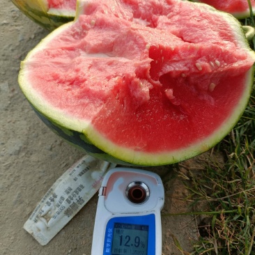 大量头茬甜王上市中！