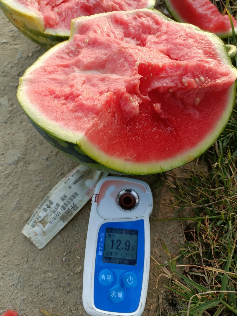 大量头茬甜王上市中！