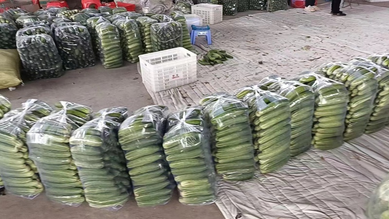旱黄瓜。热卖。蔬菜之乡。质量放心新鲜发绿。好货，蔬菜基地