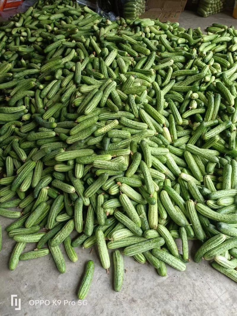 旱黄瓜。热卖。蔬菜之乡。质量放心新鲜发绿。好货，蔬菜基地