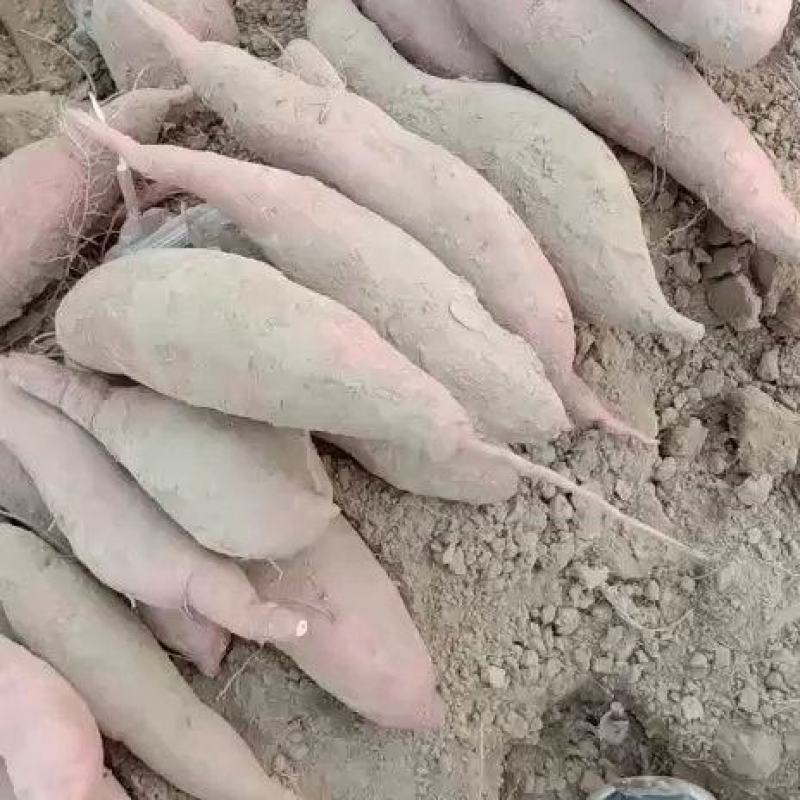 大名县沙土地红薯地瓜龙薯9产地直供发各大市场供电商平台