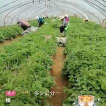红薯苗大量上市，山东省邹城市产地直发，价格。