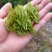 湖北恩施藤茶