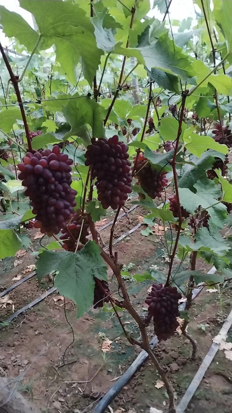 茉莉香葡萄大量上市，口感纯正