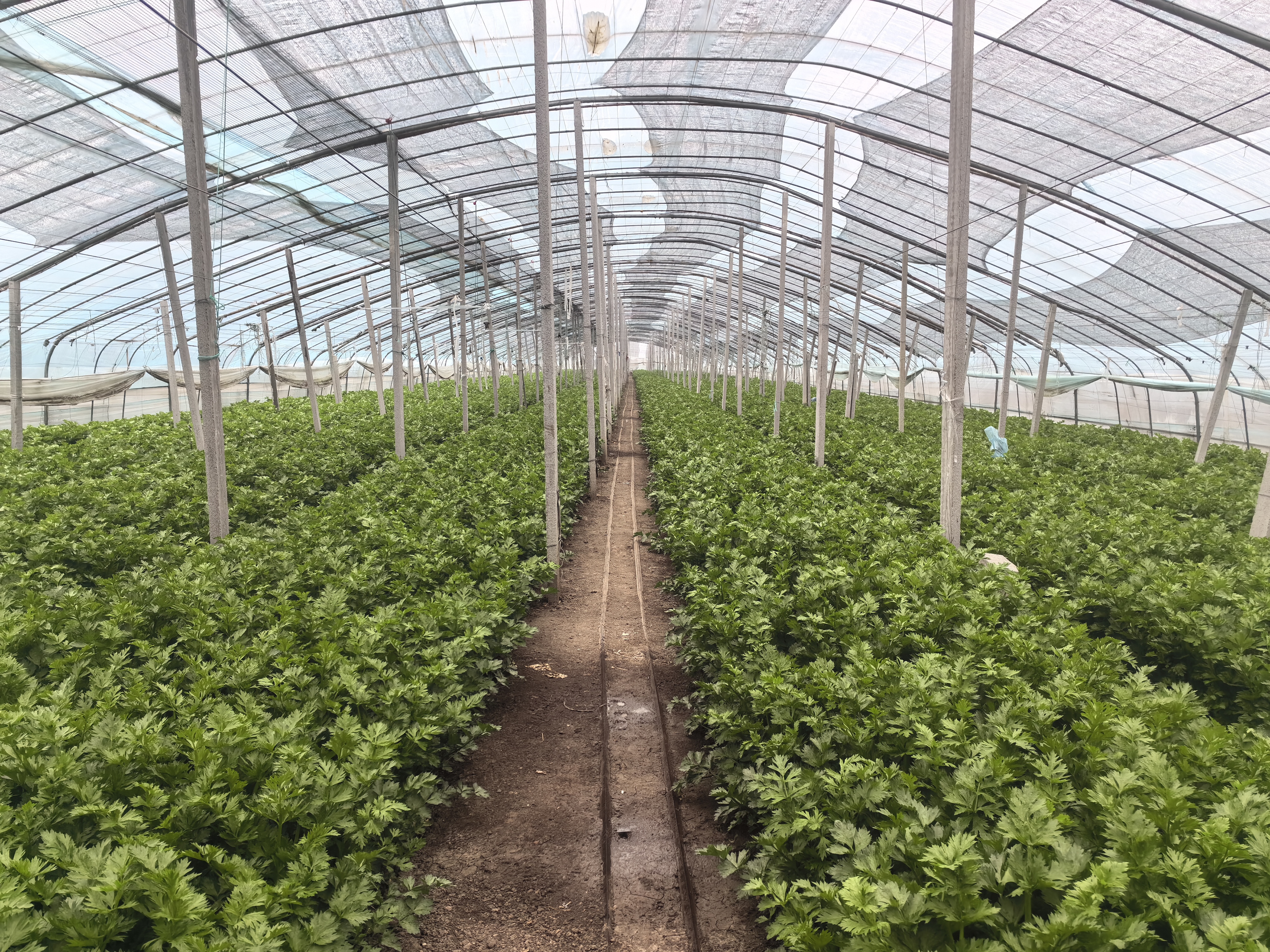 展示不同品种的西芹植株,包括美国西芹和津南实芹,突出其茎叶差异 西芹的不同品种展示