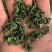 【霜桑叶】精选霜桑叶老树霜桑叶霜后采摘多规格可选包邮