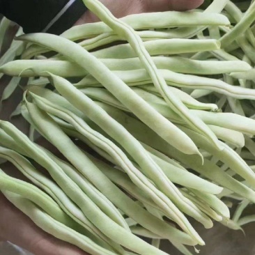 山东白芸豆万亩基地产地直供价格合理代发全国