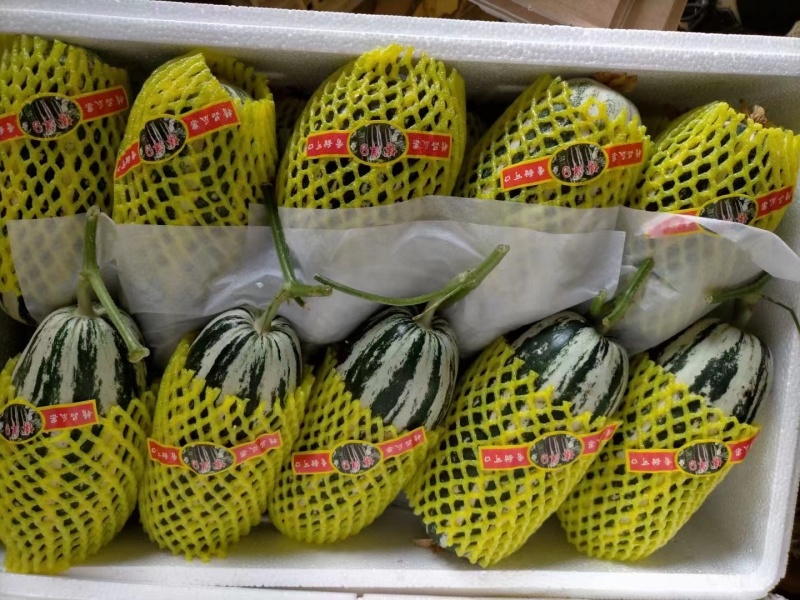 产地直供博洋九号甜瓜！一件代发