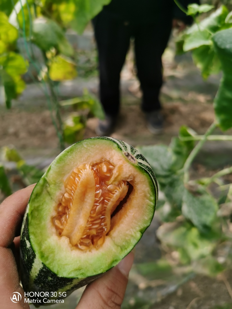 产地直供博洋九号甜瓜！一件代发