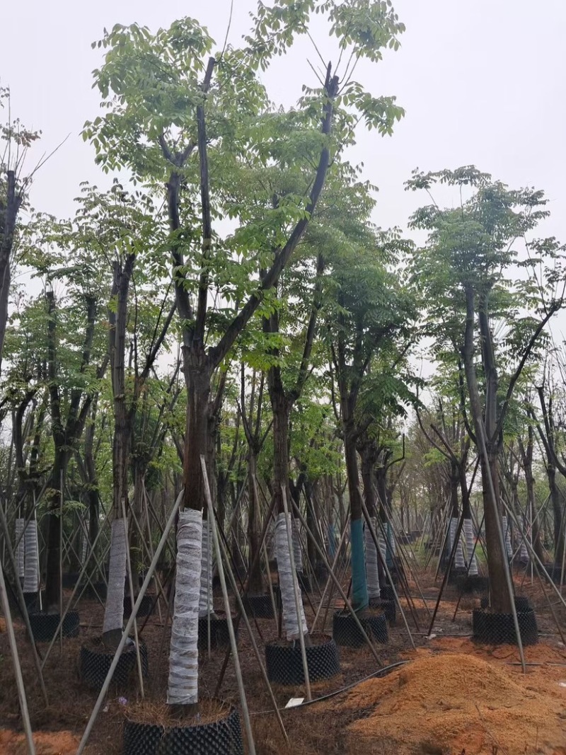 台湾栾树基地直销规格齐全欢迎老板来电咨询合作