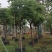 台湾栾树基地直销规格齐全欢迎老板来电咨询合作