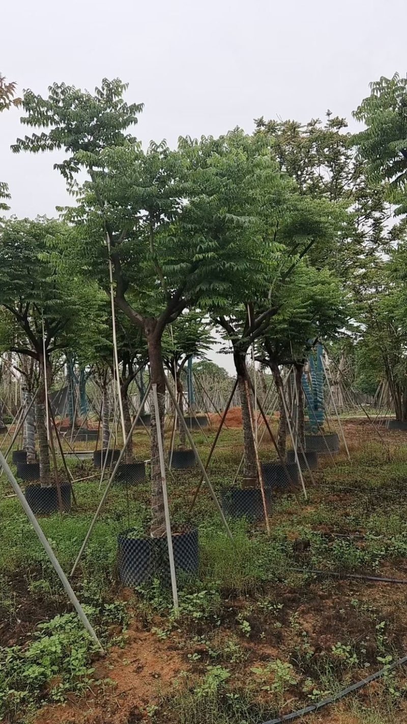 台湾栾树基地直销规格齐全欢迎老板来电咨询合作