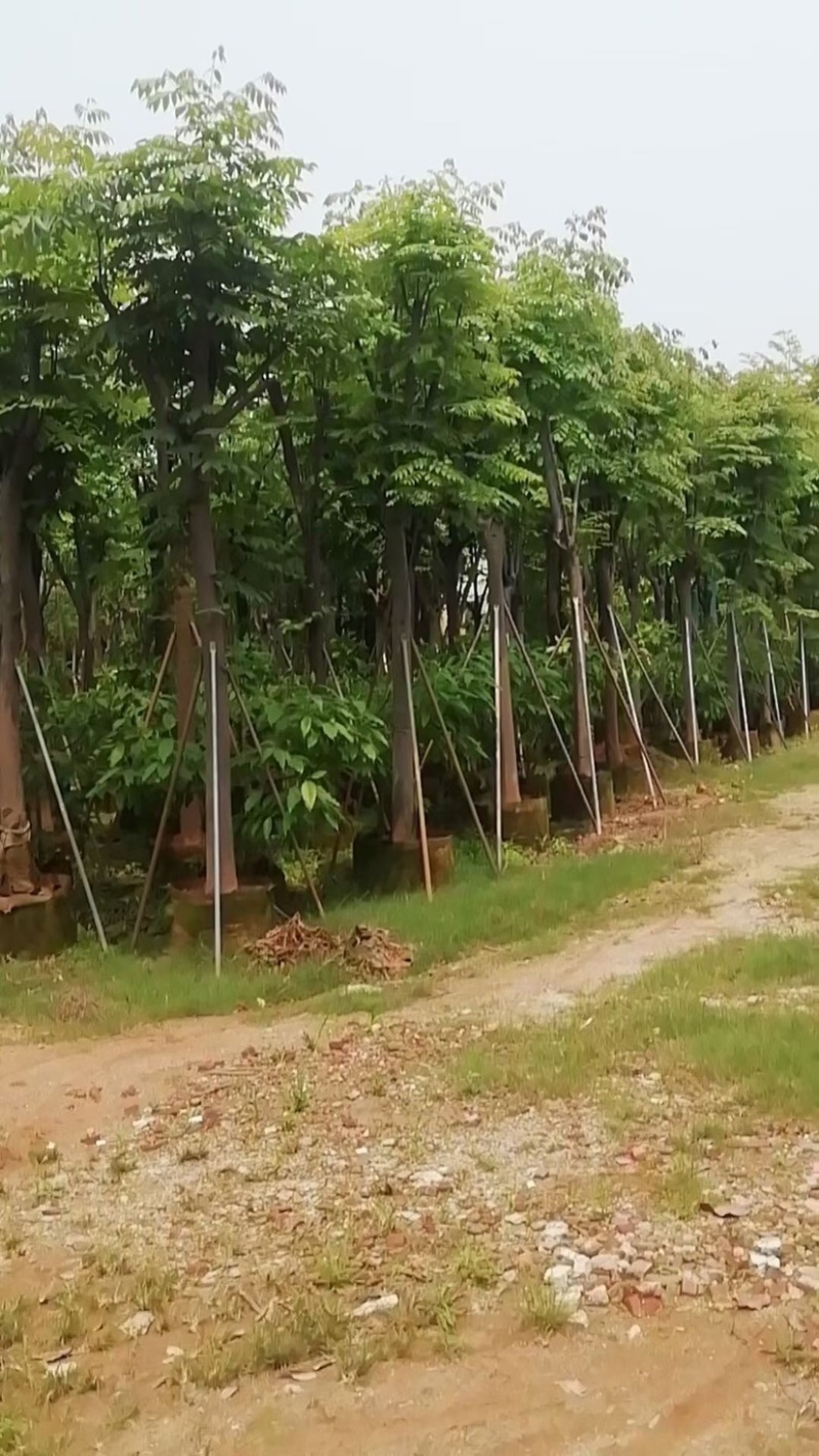 台湾栾树基地直销规格齐全欢迎老板来电咨询合作