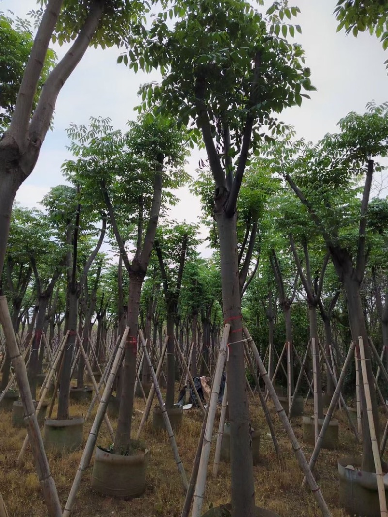 台湾栾树基地直销规格齐全欢迎老板来电咨询合作